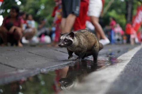 Animal Poop Coffee: Full Of Health Benefits You'd Never Expect.
